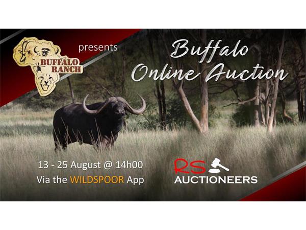 Buffalo Ranch Buffalo Auction 13-25 August 2021