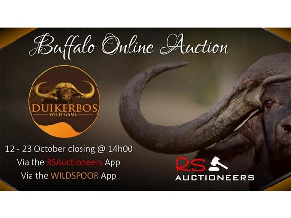 Duikerbos Buffalo