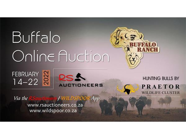 Buffalo Ranch Buffalo Auction 14-22 Feb 2022