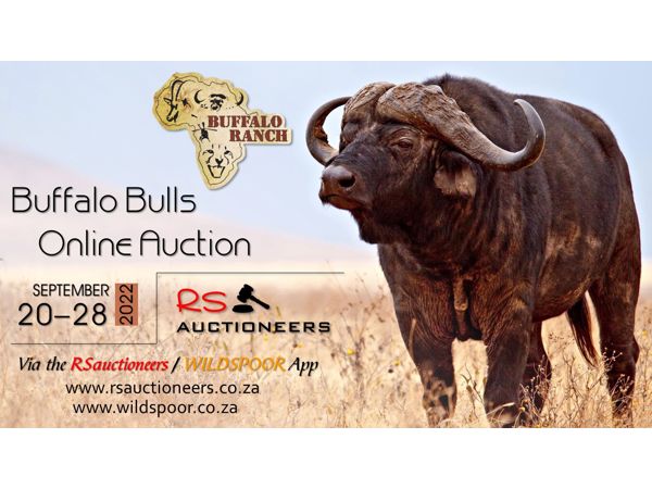 Buffalo Bulls Online Auction 20-28 Sept 2022