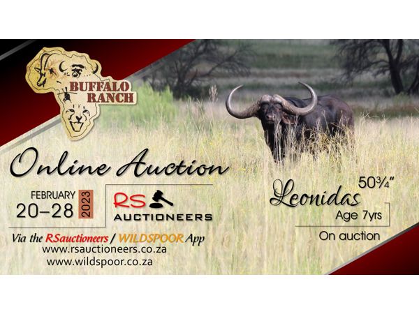 Buffalo Ranch Auction 28 February 2023