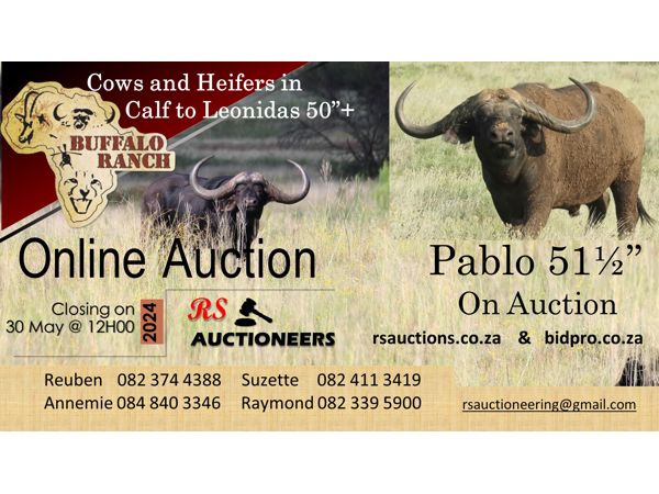 Buffalo Ranch Game Auction 30 May 2024