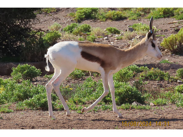 ~/upload/Lots/140292/AdditionalPhotos/xempkbmzrv32w/IMG_6367_t600x450.jpg